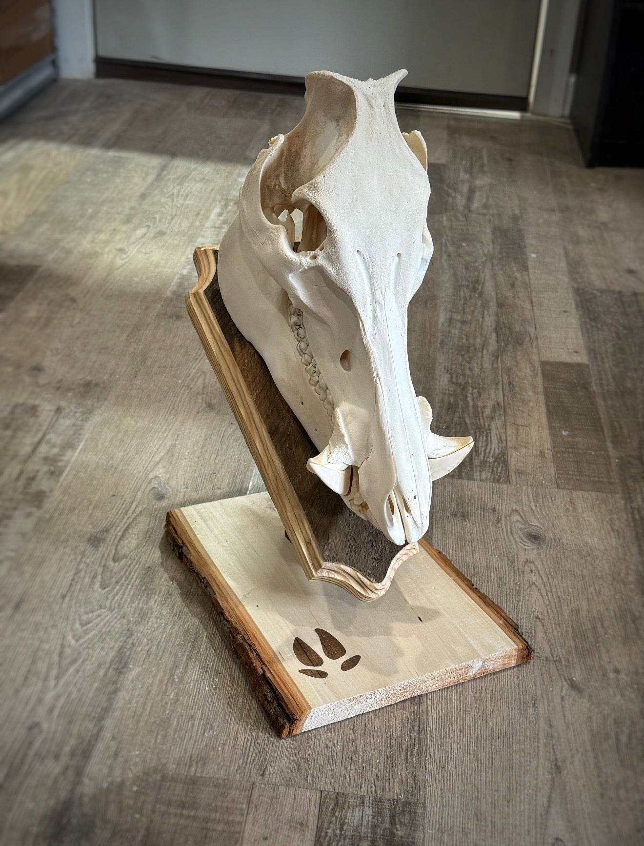 Hog Plaques