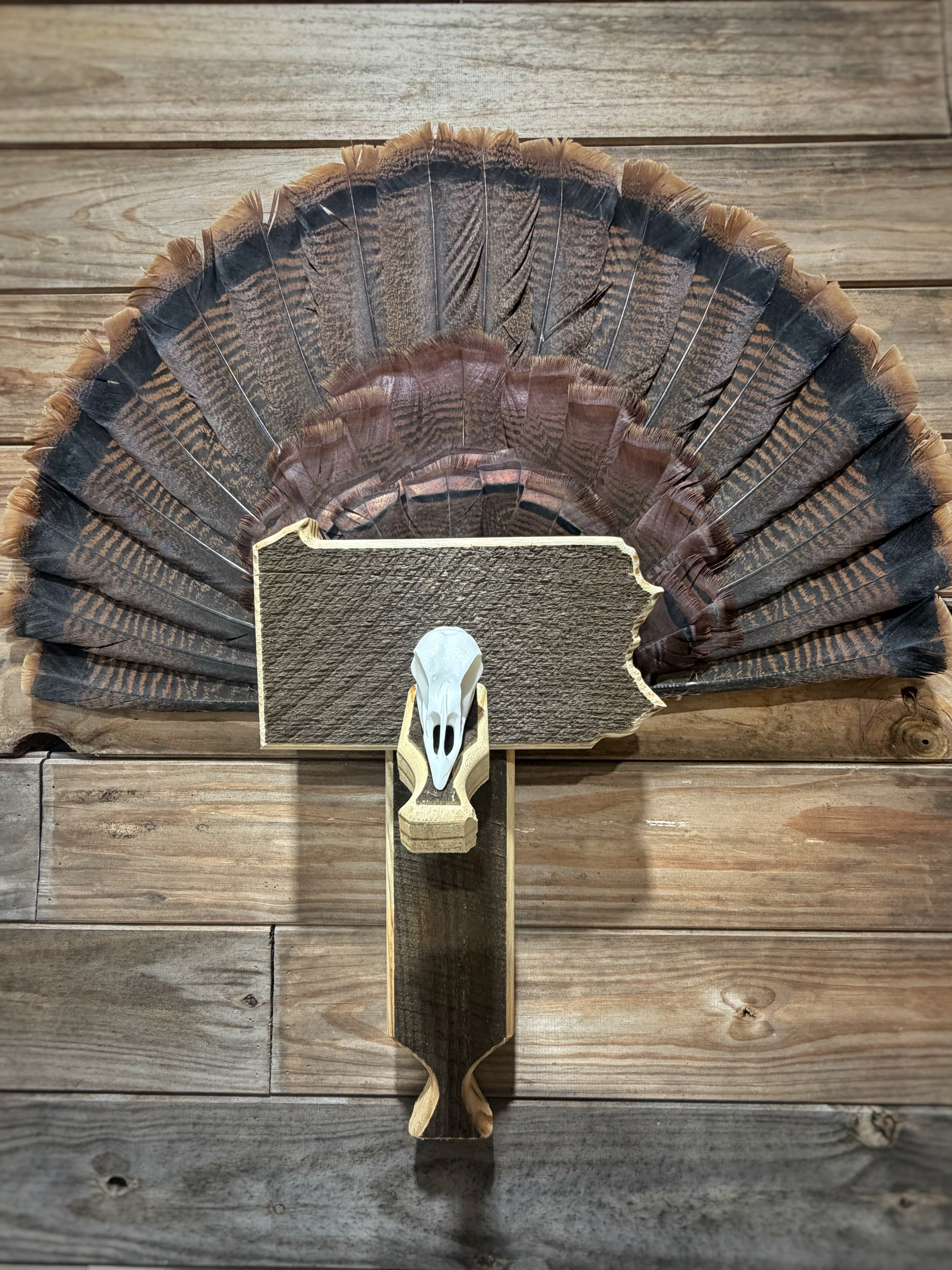 Turkey Fan & Wing Mount (Any State)(Replica Skull)