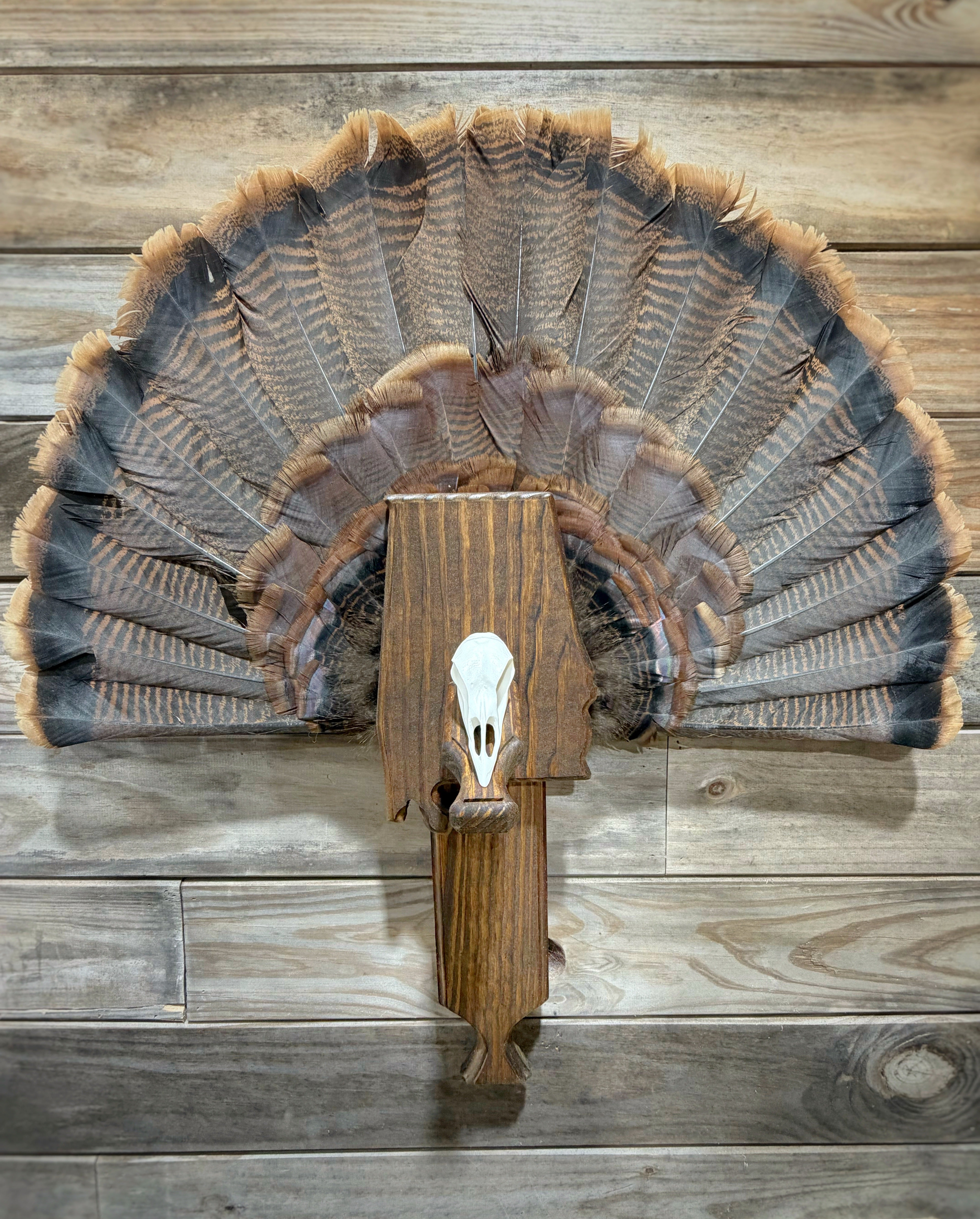 Turkey Fan & Wing Mount (Any State)(Replica Skull)