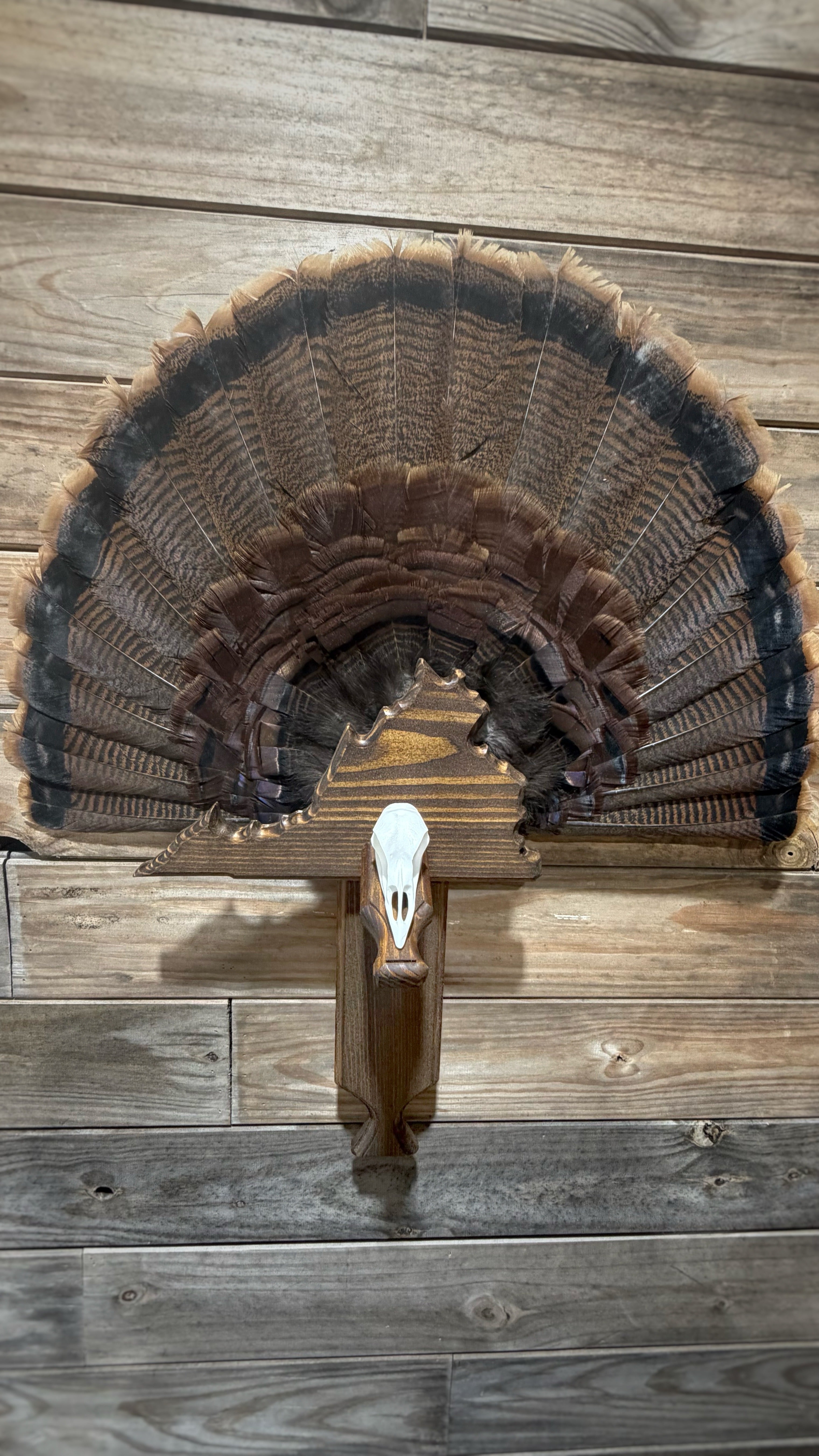 Turkey Fan & Wing Mount (Any State)(Replica Skull)