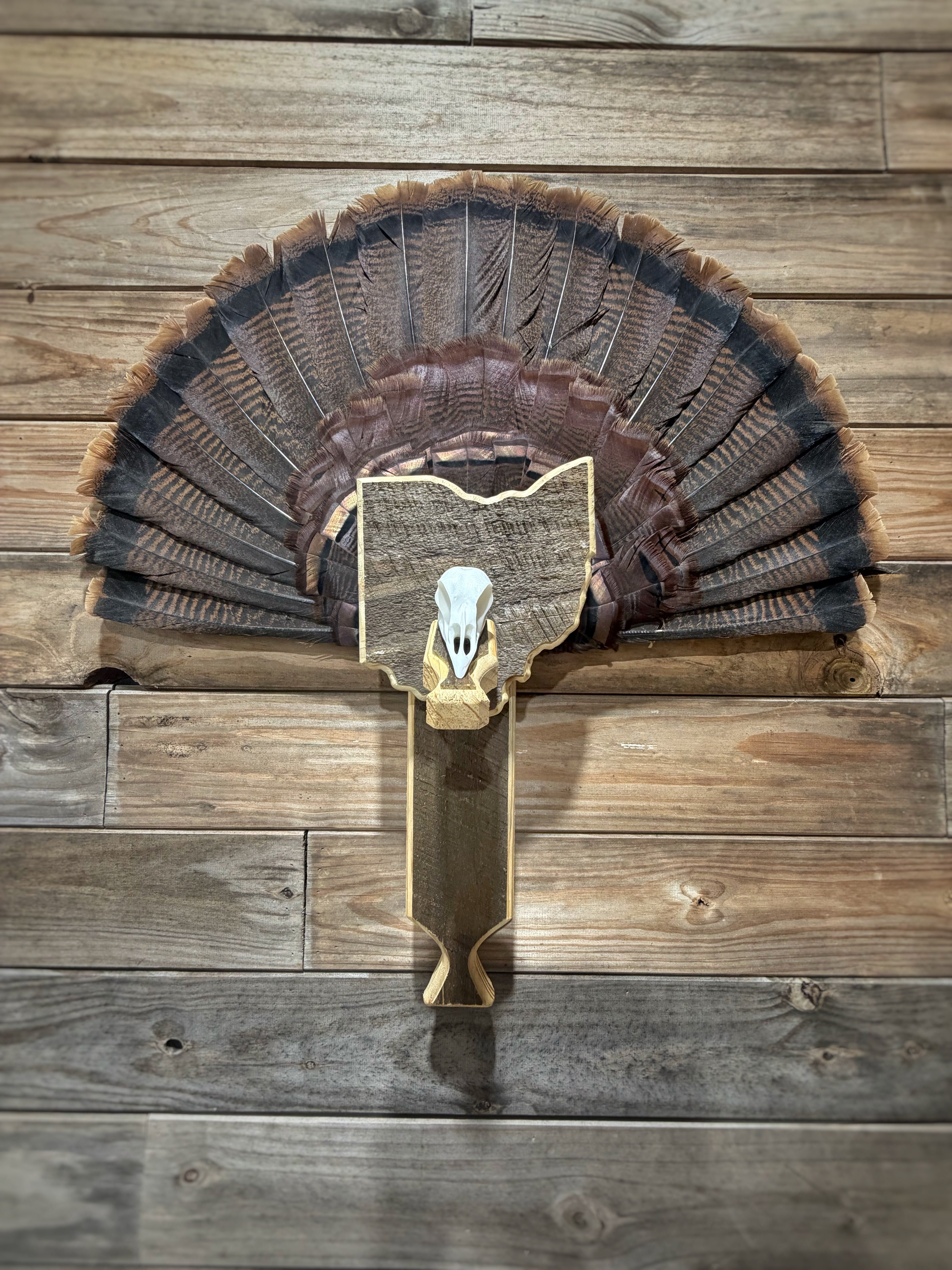 Turkey Fan & Wing Mount (Any State)(Replica Skull)