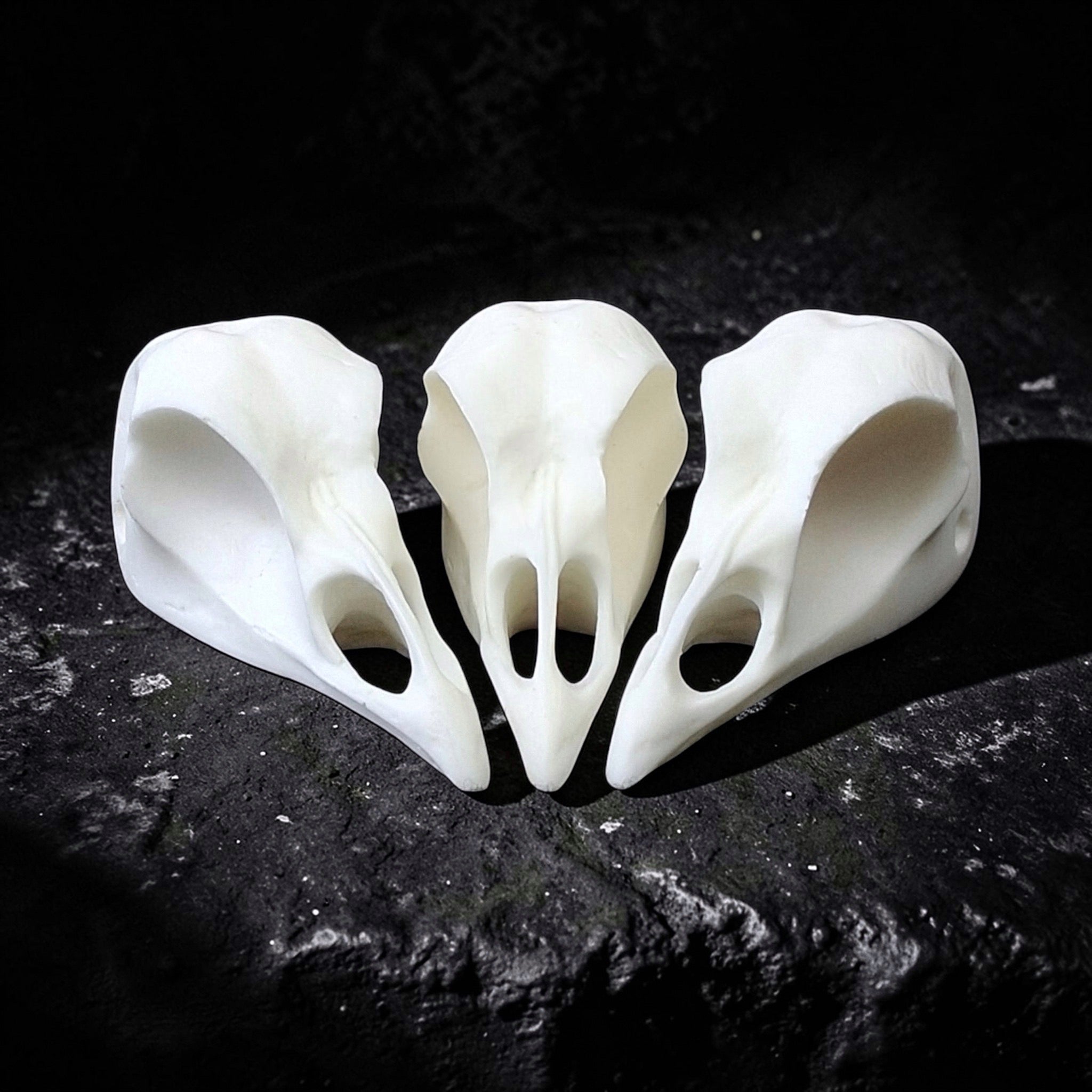 Turkey Fan & Wing Mount (Any State)(Replica Skull)