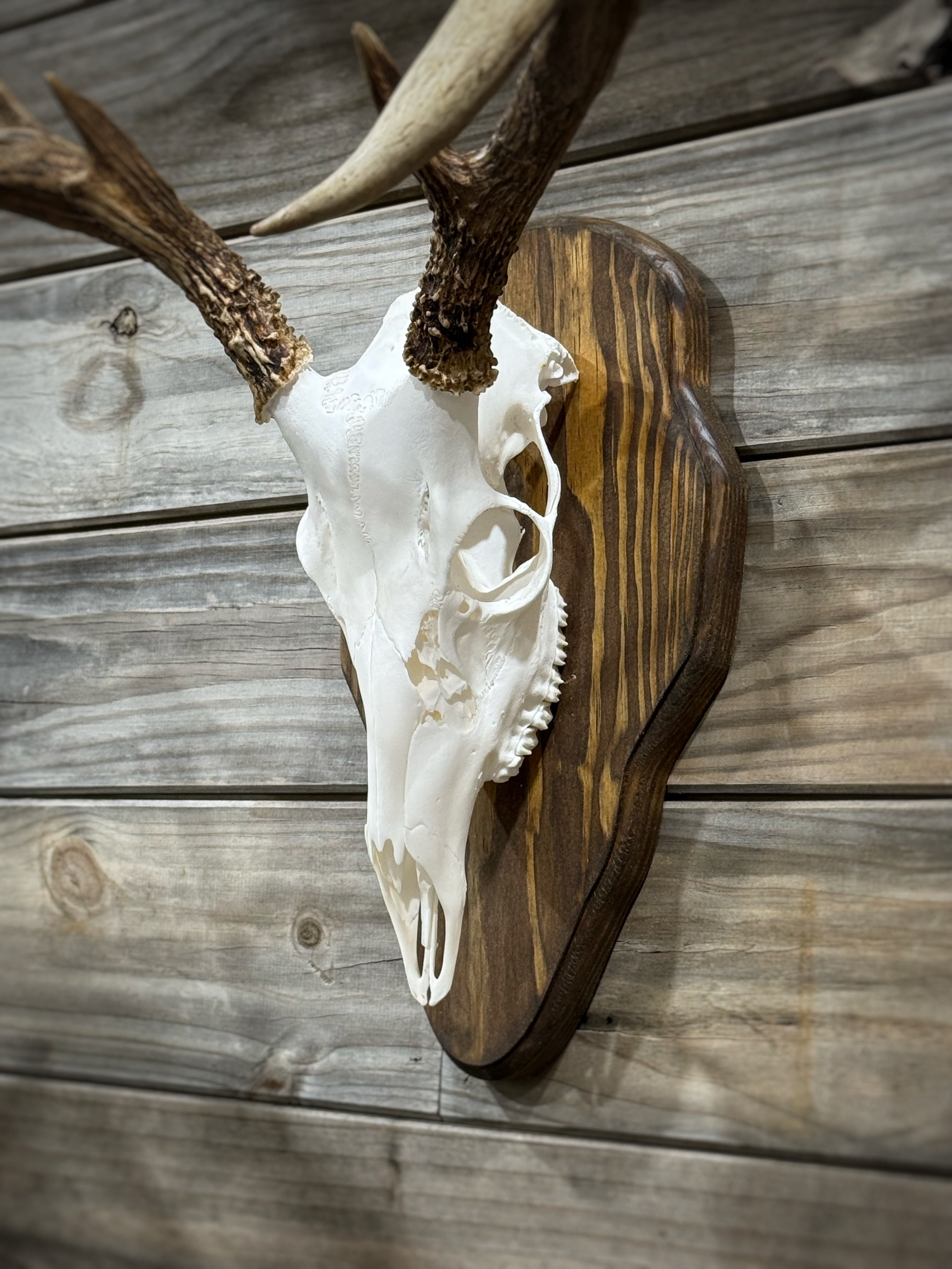 Barnwood European Plaque (Burnt Edges) (Rounded)