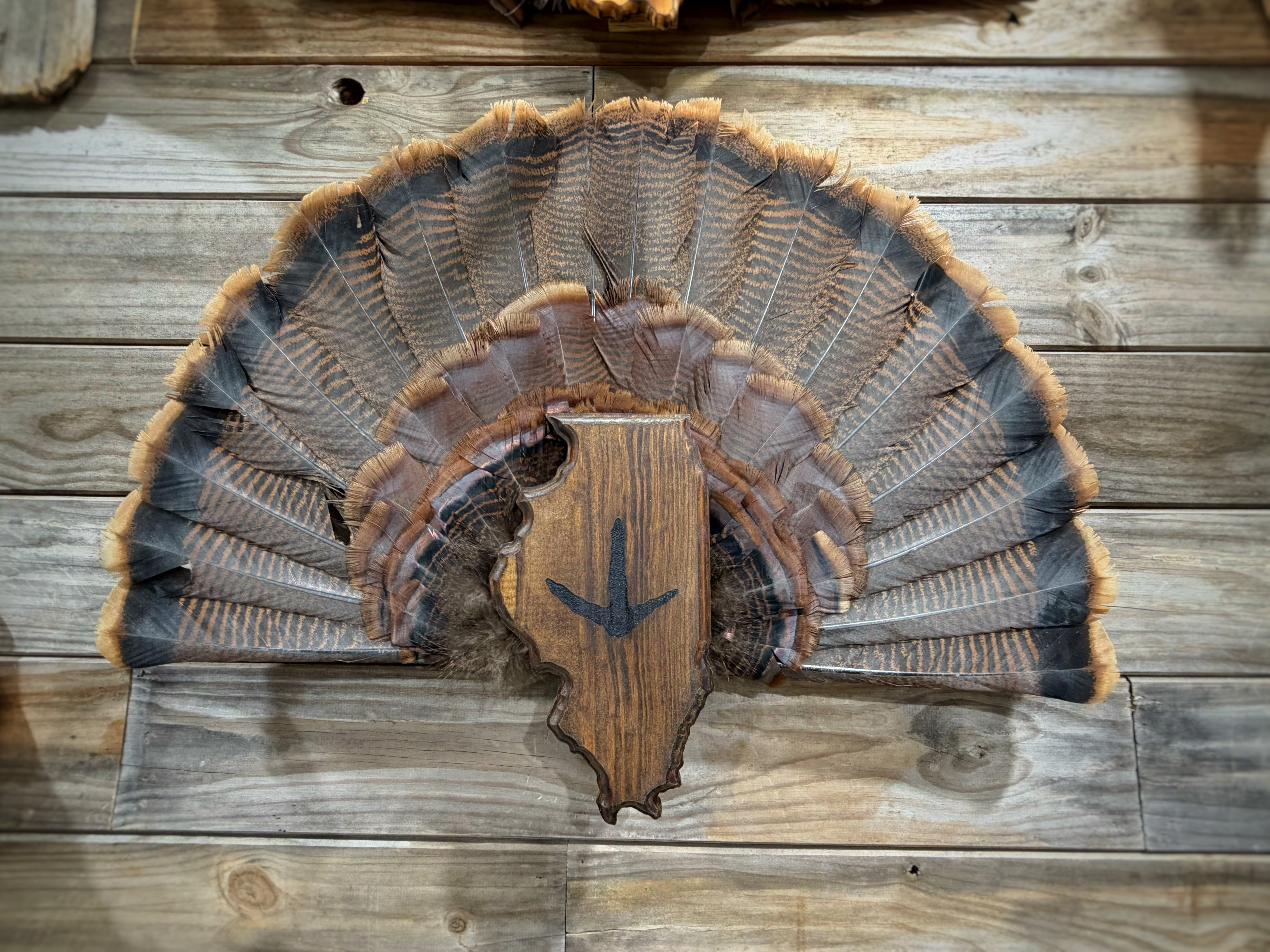 Illinois Turkey Fan Plaque – TDT Mounts