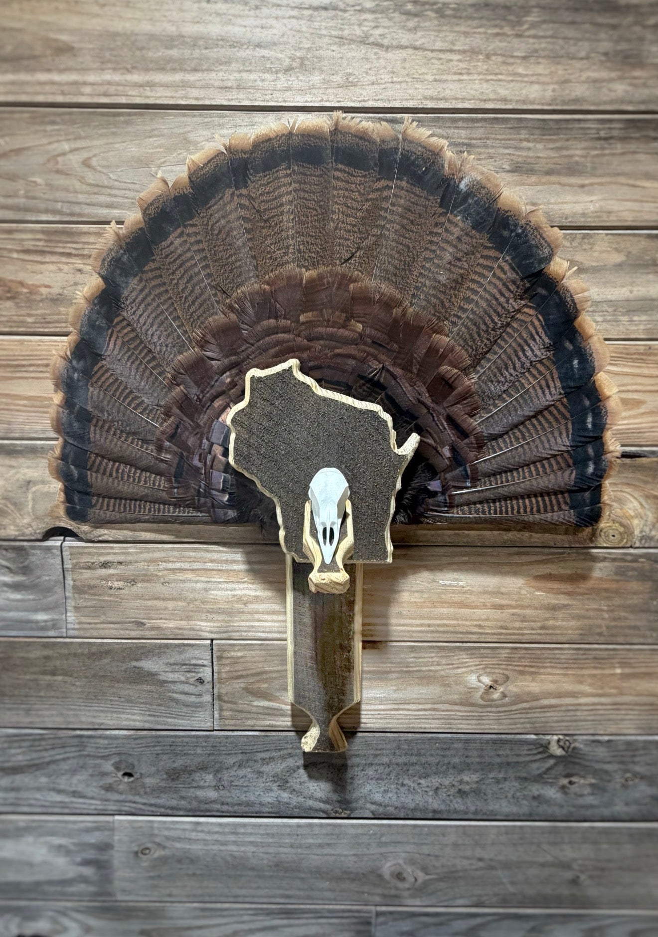 Turkey Fan & Wing Mount (Any State)(Replica Skull)