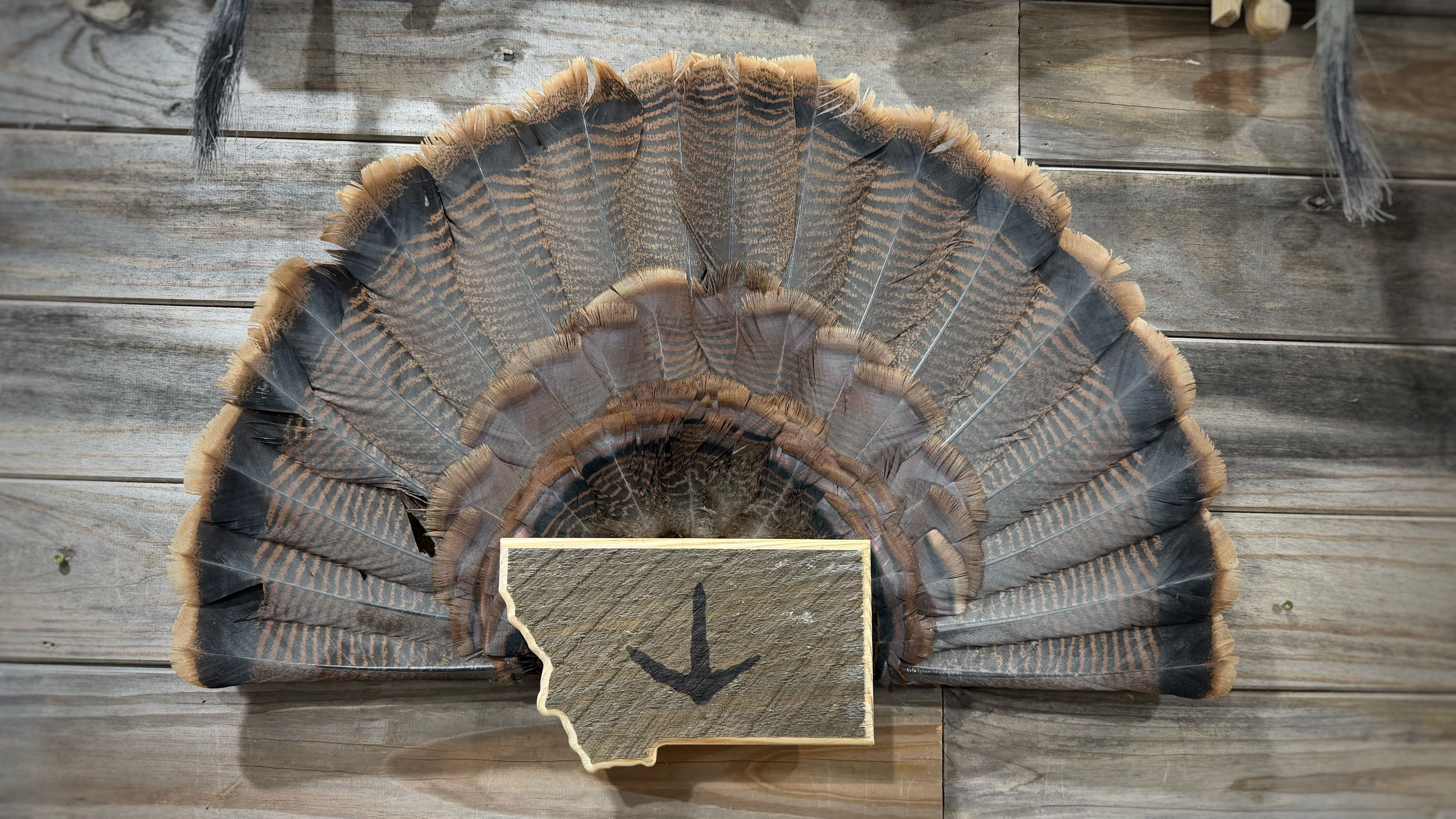 Montana Turkey Fan Plaque