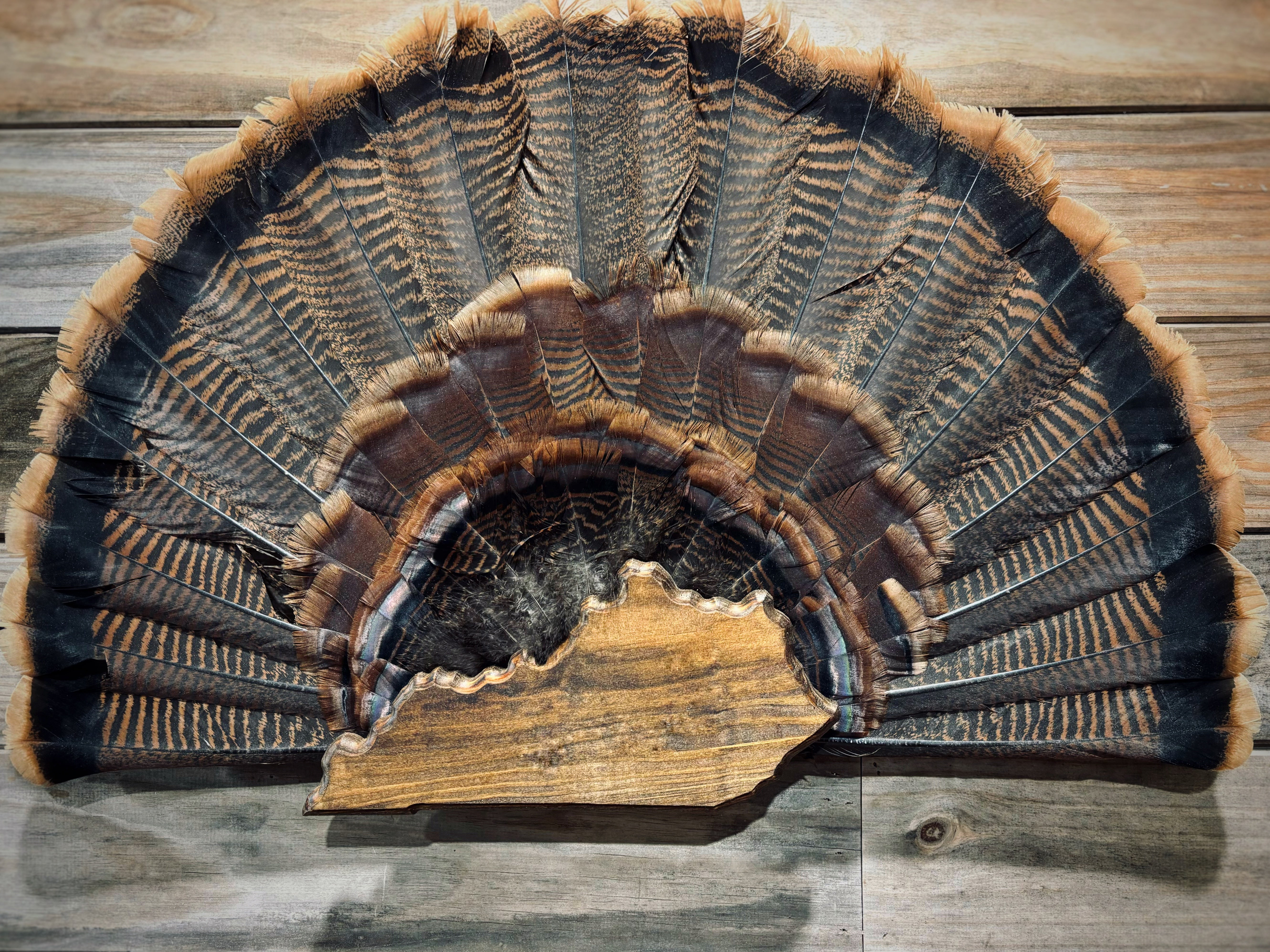 Kentucky Turkey Fan Plaque