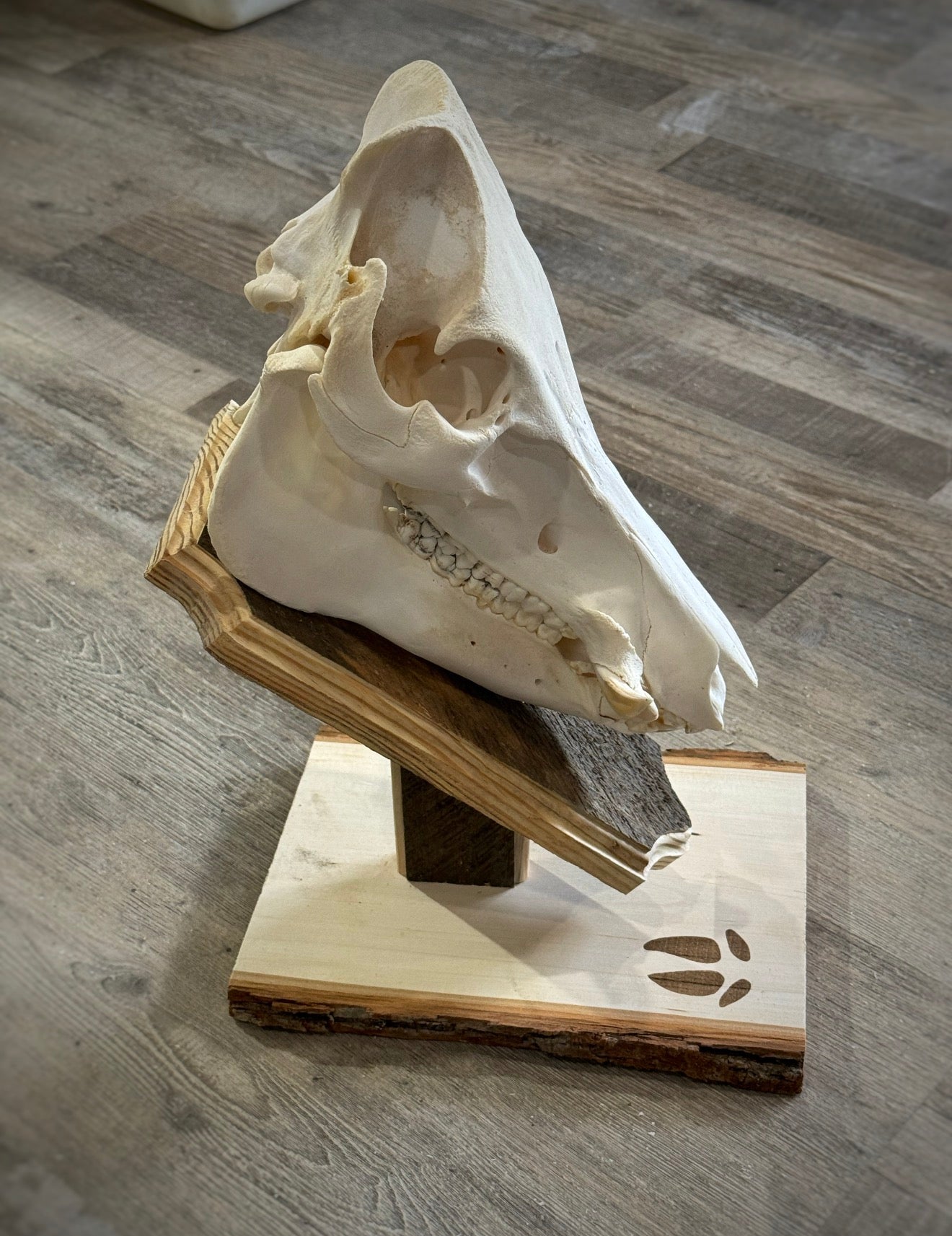 Hog Tabletop Top
