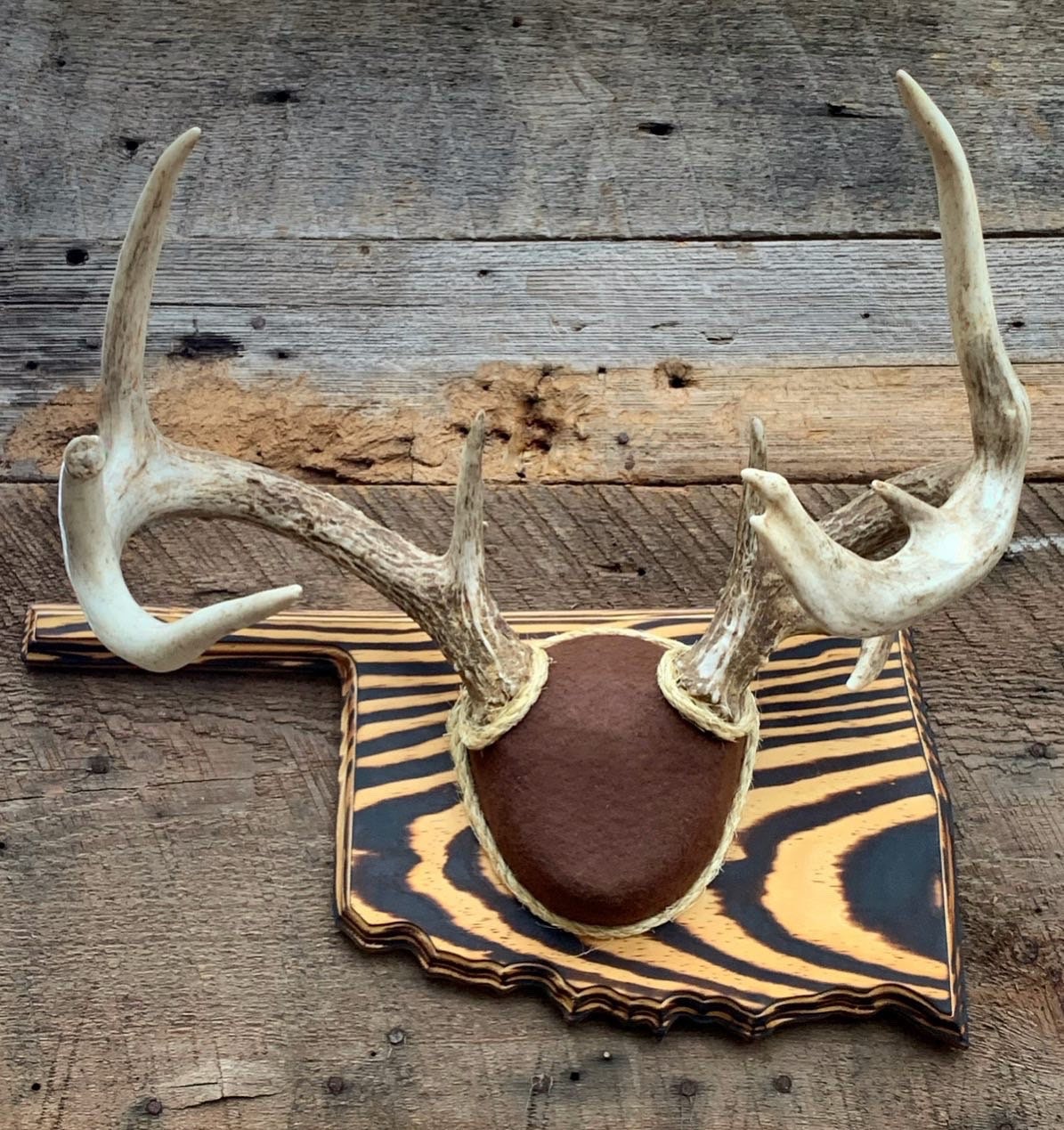 Oklahoma Antler Mounting Kit (Instructional Video) (All States Available)