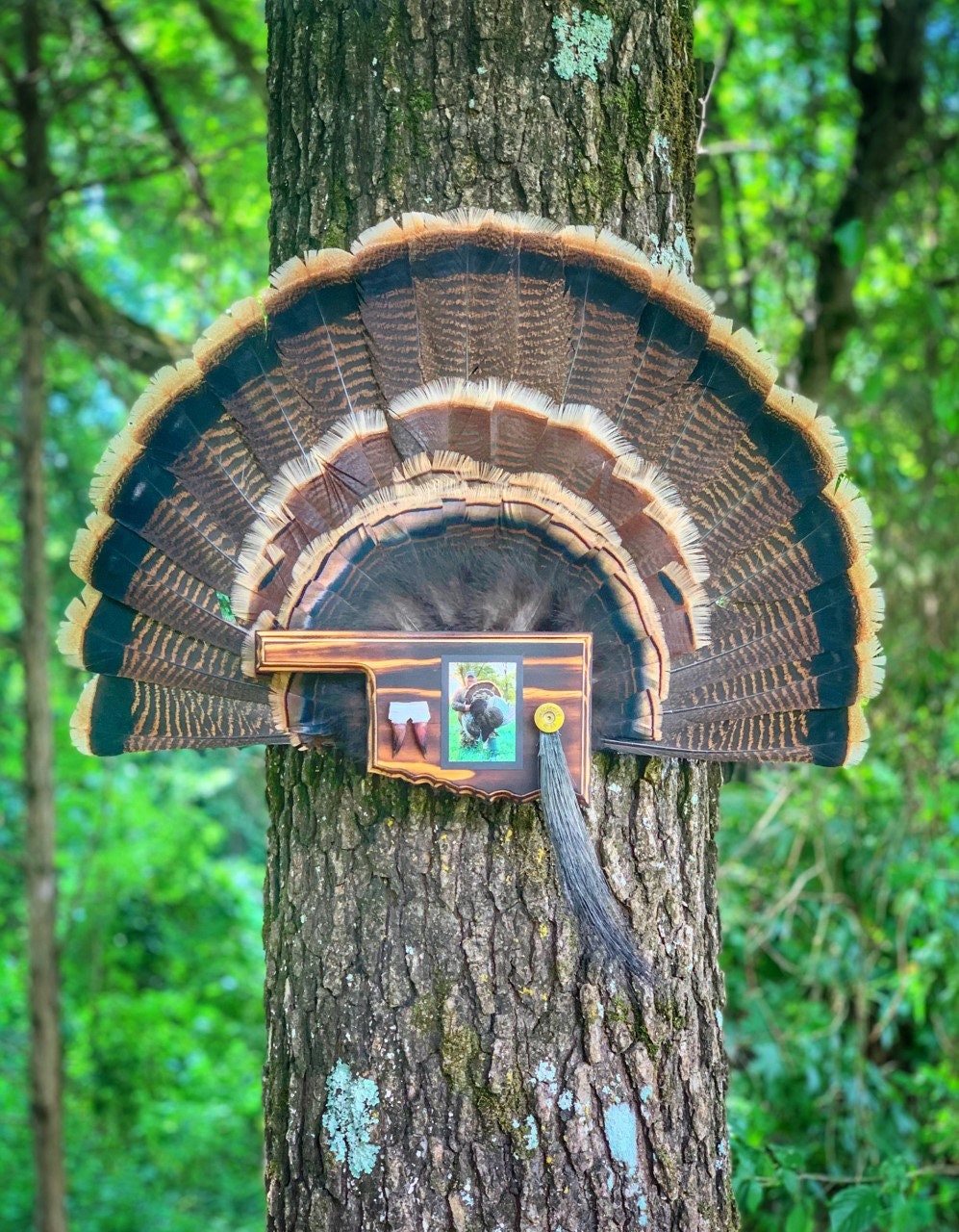 Oklahoma Turkey Fan Plaque