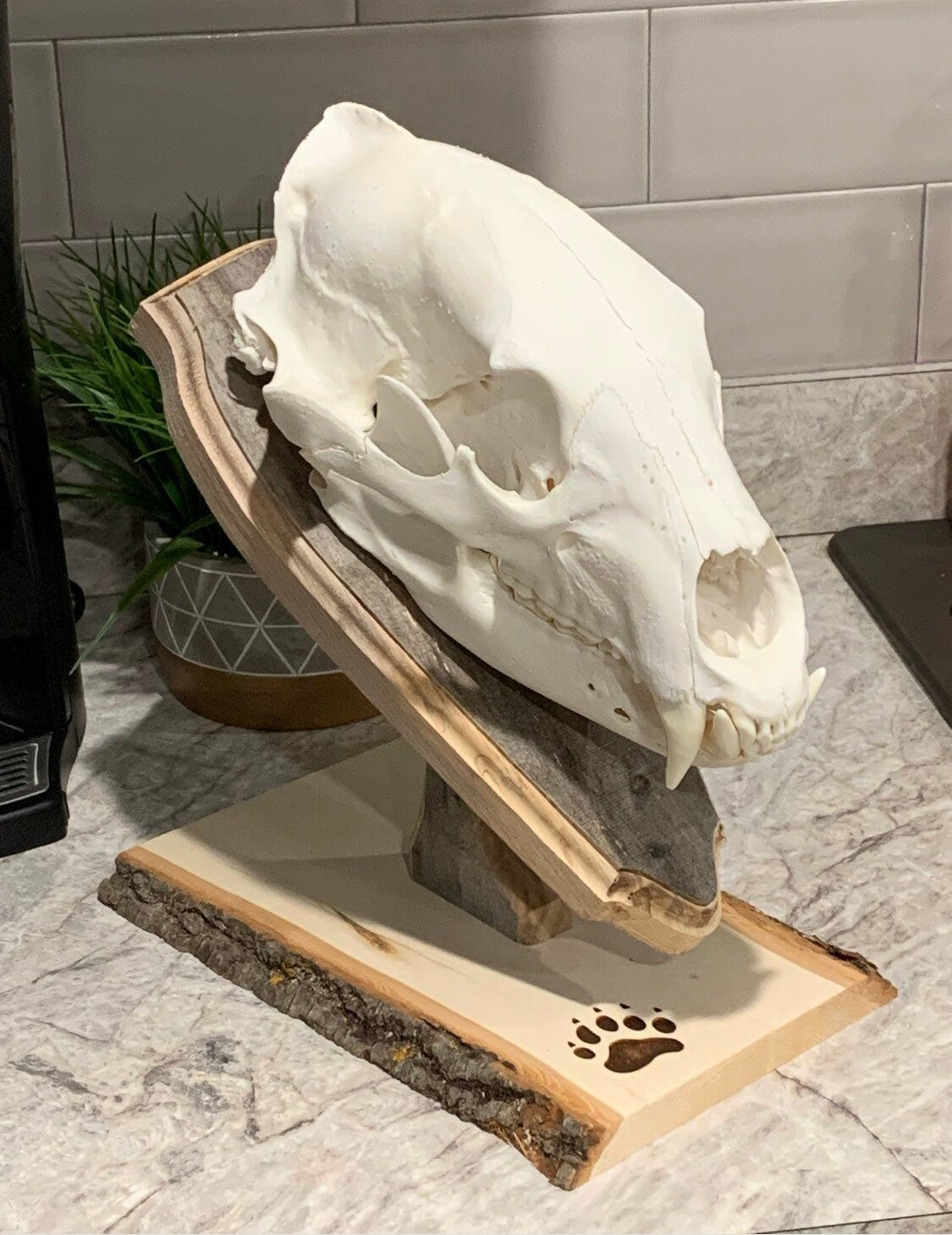 Bear Euro Mount Pedestal