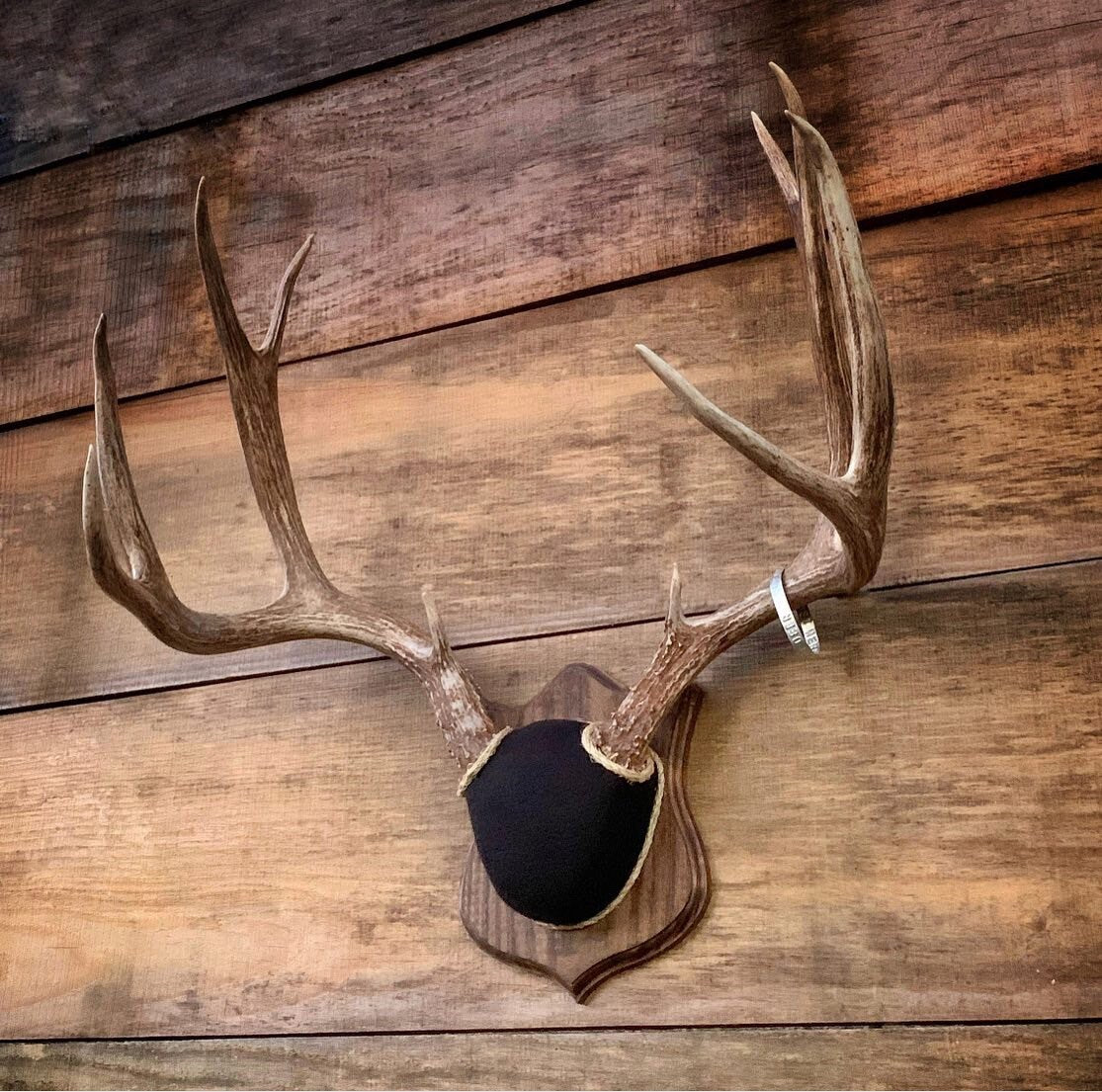 Antler Mount Kit (Badge Plaque) (Instructional Video)
