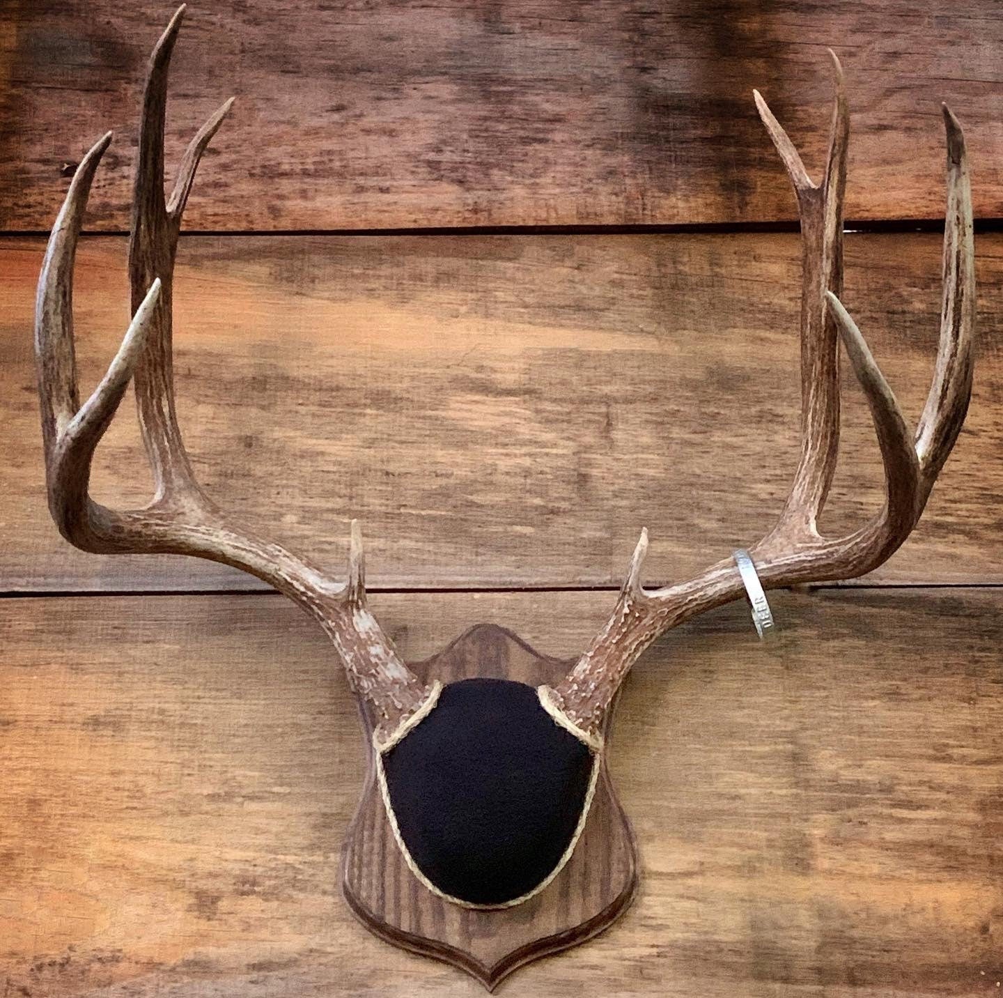 Antler Mount Kit (Badge Plaque) (Instructional Video)