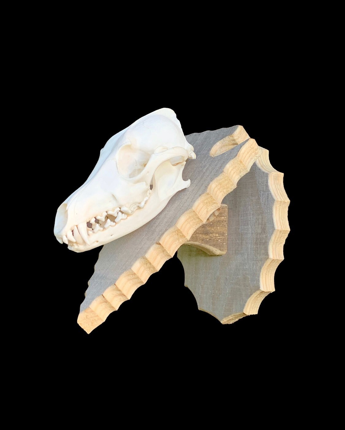 Coyote/Fox/Bobcat Mini Mounts