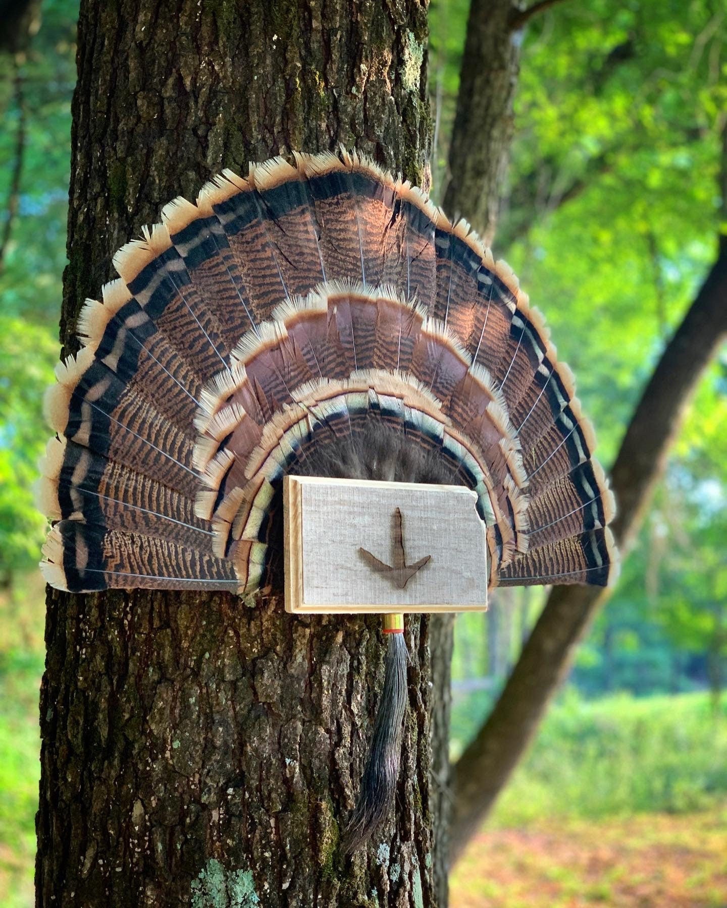 Kansas Turkey Fan Plaque