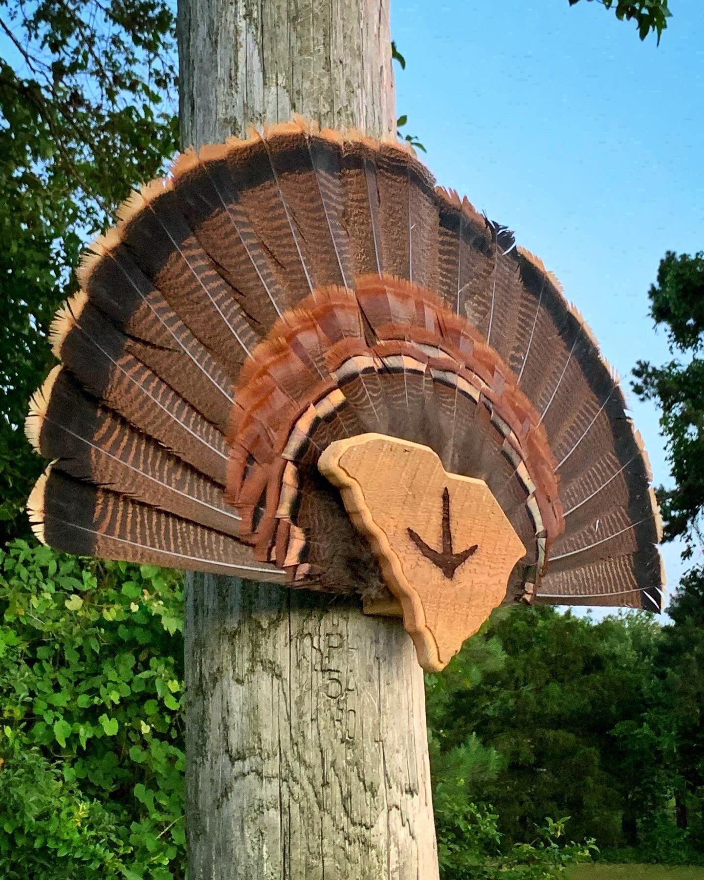 South Carolina Turkey Fan Plaque