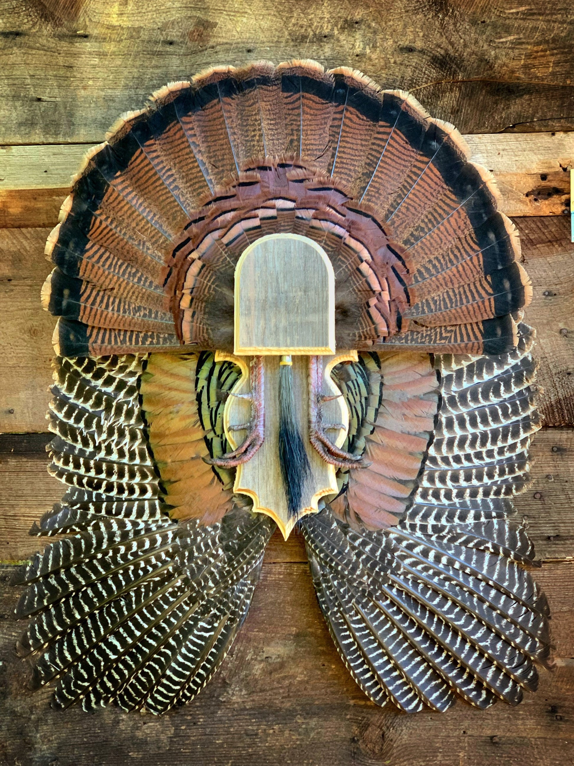 Fan and Wing Mount Plaque