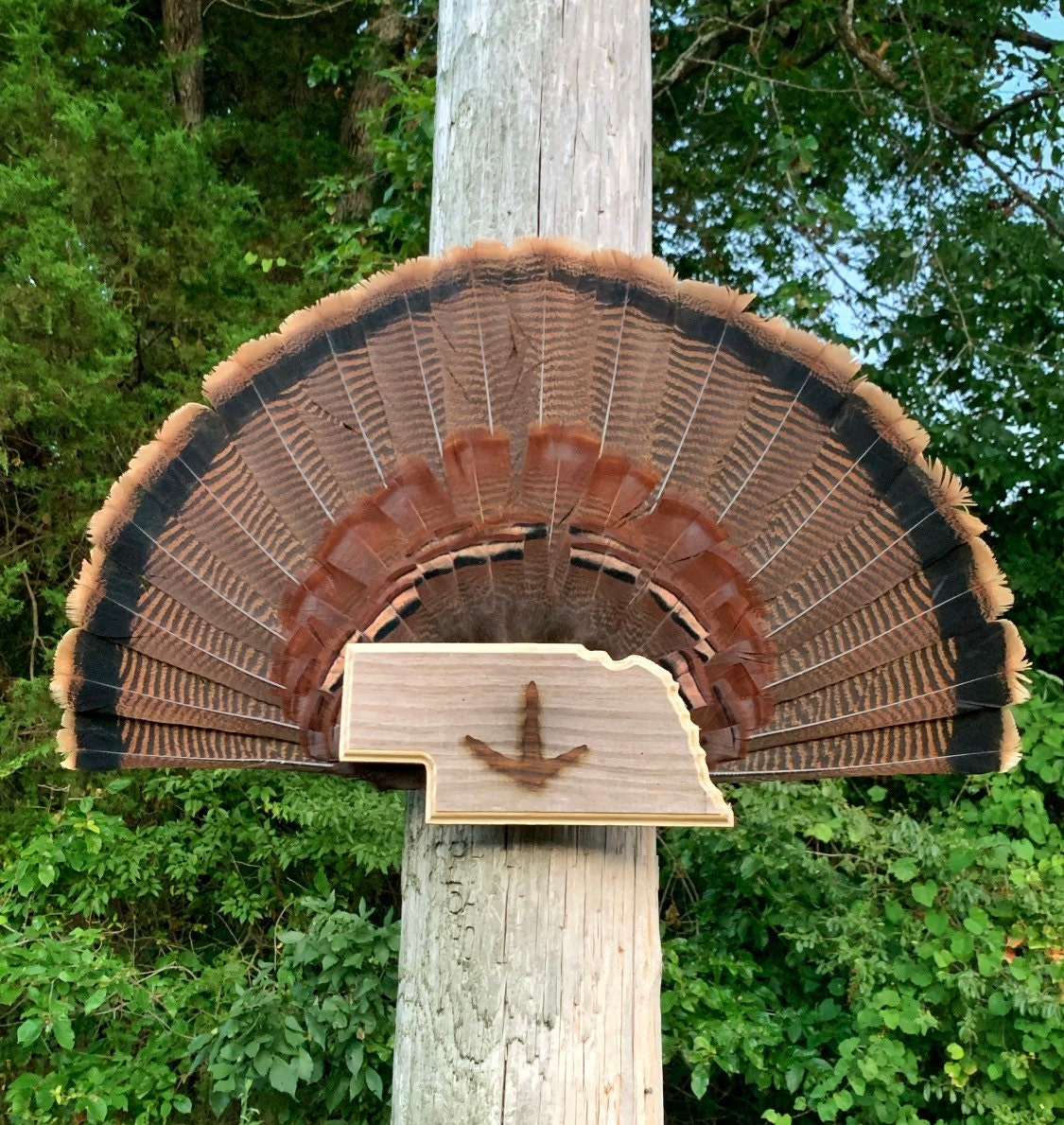 Nebraska Turkey Fan Plaque