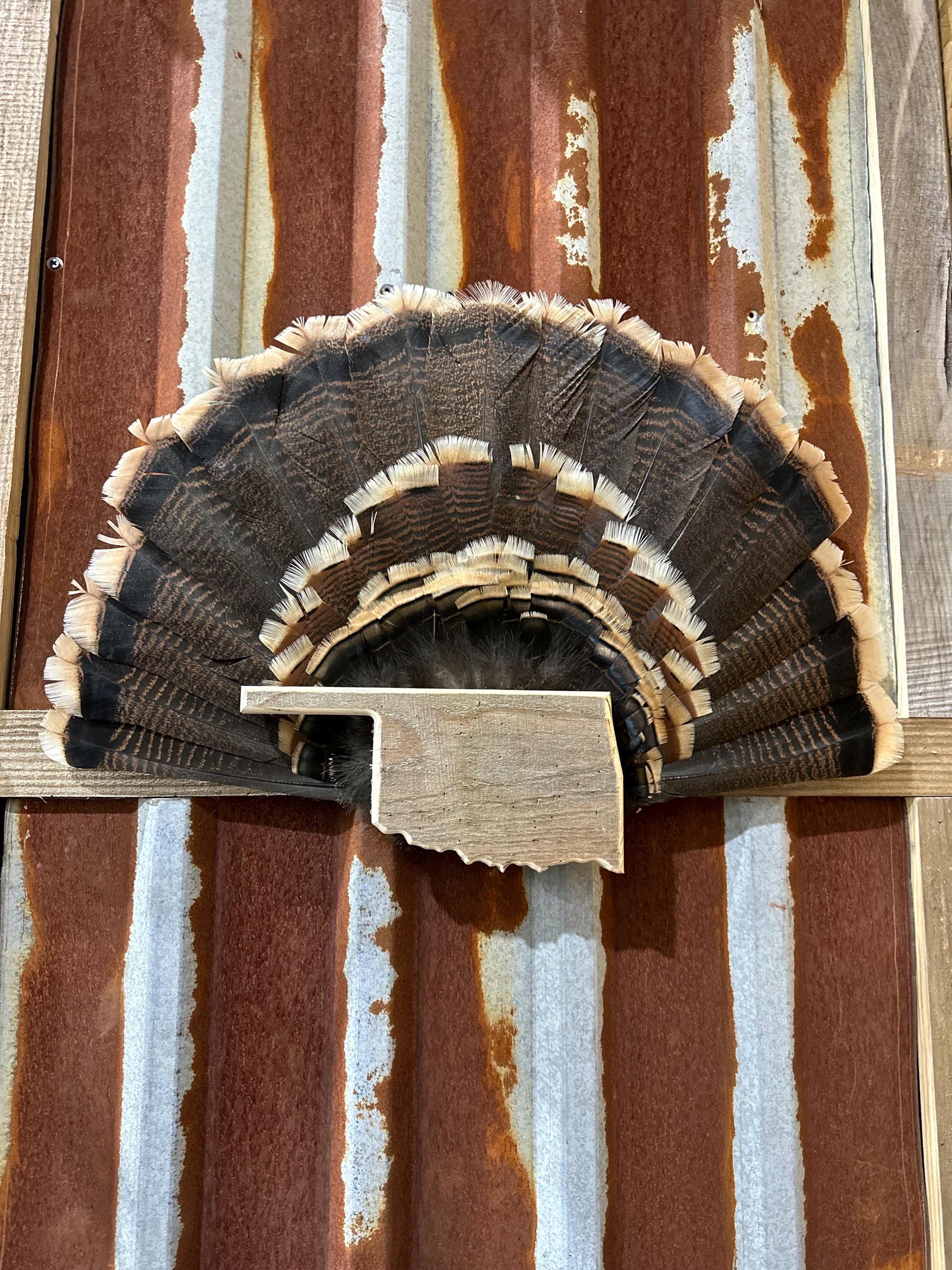 Oklahoma Turkey Fan Plaque