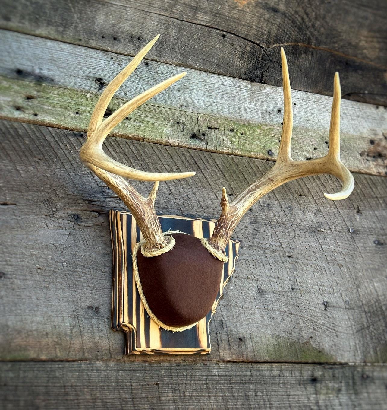 Arkansas Antler Mount Kit (Instructional Video) (All States Available)