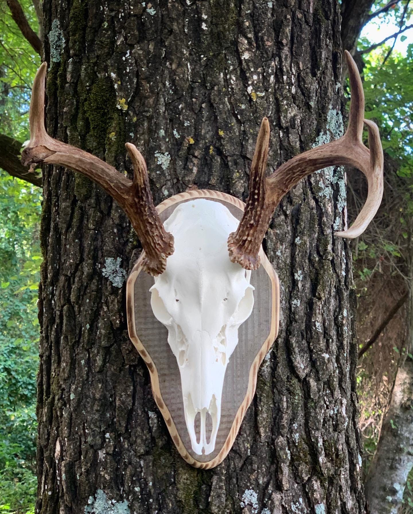 Barnwood European Plaque (Burnt Edges) (Rounded)