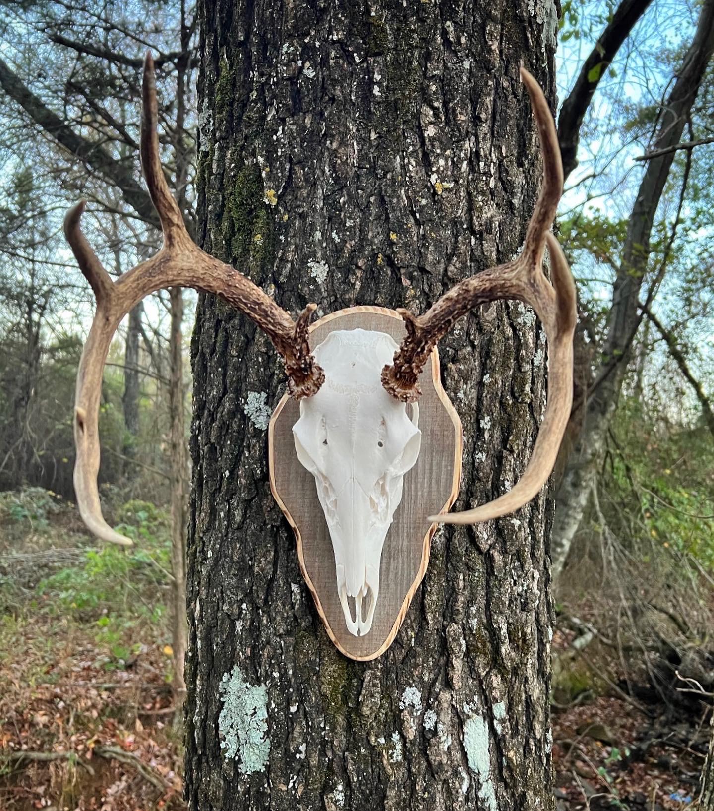 Barnwood European Plaque (Burnt Edges) (Rounded)