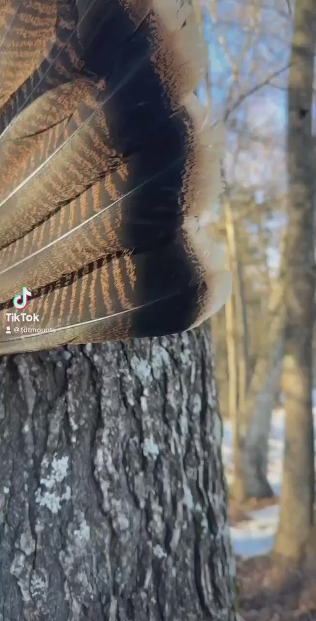 State Pedestal with Turkey Fan (All States)